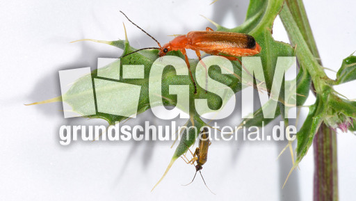 Roter Weichkäfer_6.jpg